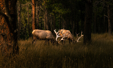 Elk grazing in the forest