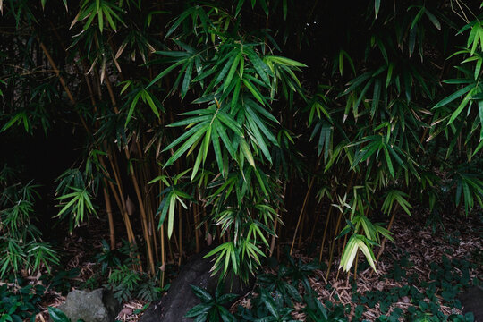 Bamboo leaves in a small forest.