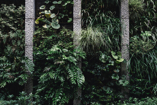 Plants grow against a concrete wall.