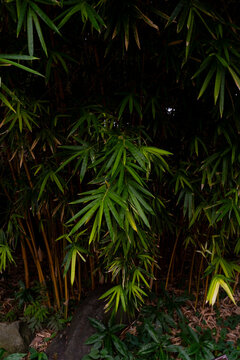 Bamboo leaves in a small forest.