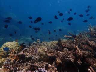 Coral found at coral reef area at Redang Island 