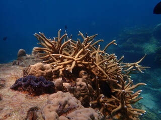 Coral found at coral reef area at Redang Island 