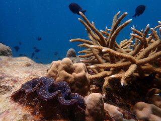 Coral found at coral reef area at Redang Island 