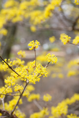 botanical background of blooming Japanese cornel in a park