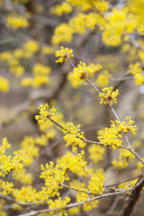 botanical background of blooming Japanese cornel in a park
