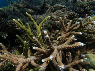 Coral found at coral reef area at Redang Island 