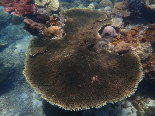 Coral found at coral reef area at Redang Island 