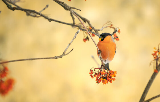 Male Common Bullfinch Feeding on Rowan Berries in Winter