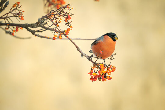 Male Common Bullfinch Feeding on Rowan Berries in Winter