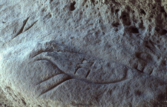 animal pictograph (bird?) Picture Canyon Comanche National Grassland