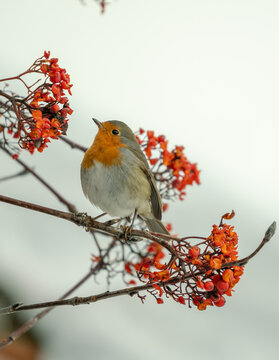 Robin Feeding on Rowan Berries in Winter