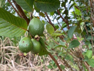 Small, newly formed guavas growing on a tree branch, showcasing early fruit development in nature. Perfect for themes of agriculture, farming, and fresh produce.