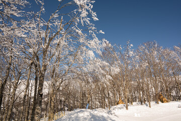 スキー場　ゲレンデ風景　長野県白馬村