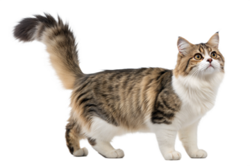 Adult munchkin cat, isolated on white background. Cute munchkin cat standing in front of white background. Studio photo. 