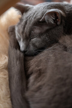Close-Up of a Sleeping Devon Rex Cat