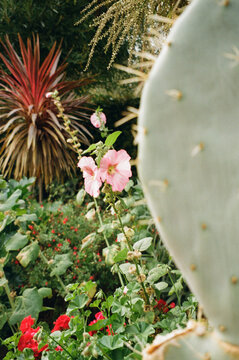 Cactus, hollyhocks and geraniums