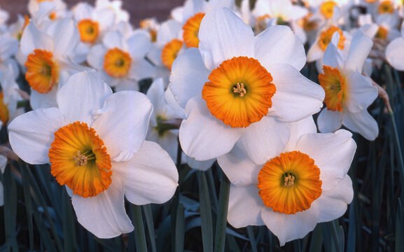 Daffodils (Narcissus spl) blooming spring gardens Clemson University