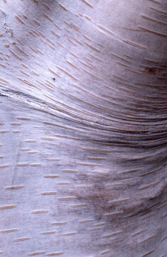 Closeup birch (Betula sp.) tree bark showing texture and ribbing