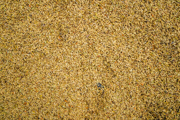 Drying rice grains forming a golden texture in Bali