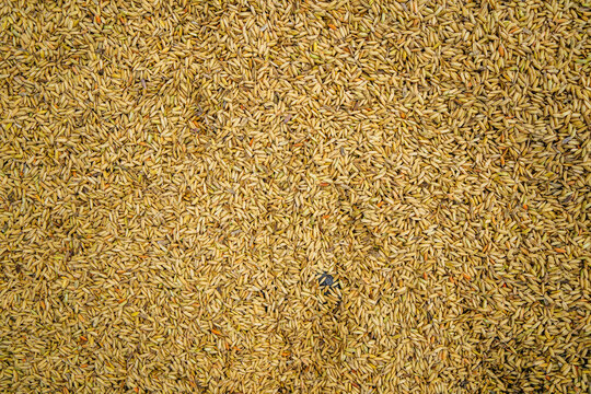 Drying rice grains forming a golden texture in Bali
