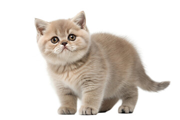 British shorthair kitten isolated on white. British shorthair kitten standing in front of white background. Studio photo.