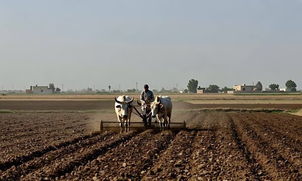 Plowing Field with Oxen Team Working Farmer in Rural Setting