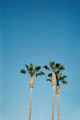 Film photography of palm trees at sunset.