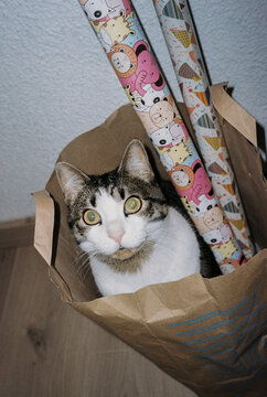 UGC Film photography of cat inside a paper bag