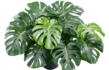 Lush, vibrant green Monstera deliciosa plant in a pot.