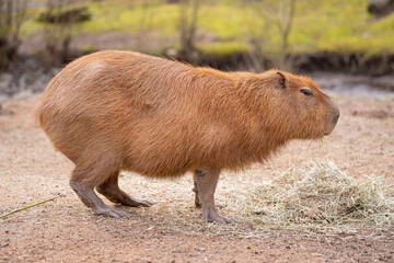 Capybara
