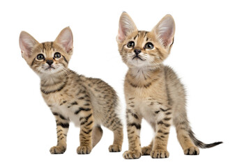 Obraz premium Savannah kittens isolated on white background. Savannah kittens standing in front of white background. Studio photo. Beautiful spotted and striped gold colored Serval Savannah kitten.