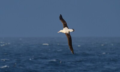 Albatross soaring over ocean