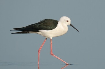 Black-winged stilt wading in calm water.