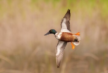 Northern shoveler duck in flight