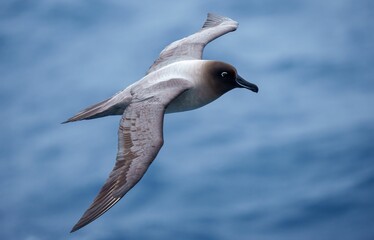 Seabird gliding over ocean