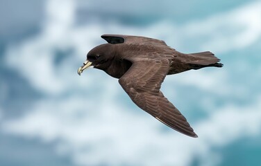 Close-up of a flying seabird with ocean backdrop.