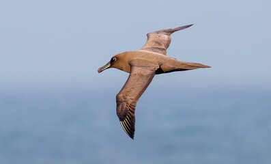 Brown booby bird soaring over ocean