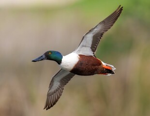 Northern Shoveler Duck in Flight