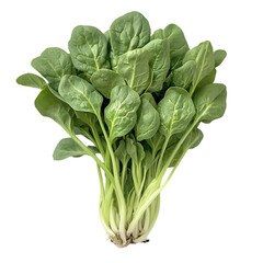 Bunch of fresh spinach leaves isolated white and transparent background. PNG cutout. fresh spinach leaves, spinach PNG, isolated spinach, transparent background spinach, cutout spinach, leafy greens,