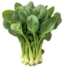 Bunch of fresh spinach leaves isolated white and transparent background. PNG cutout. fresh spinach leaves, spinach PNG, isolated spinach, transparent background spinach, cutout spinach, leafy greens,
