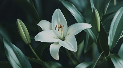 Obraz premium White lily serene bloom elegant leaves. AI generated