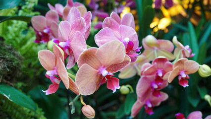 Doritenopsis orchid. Pink indoor orchid flowers