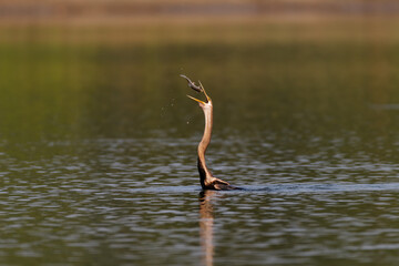 darter galloping a fish 