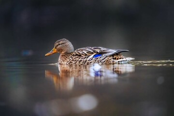 Duck gliding on calm water with detailed reflection.