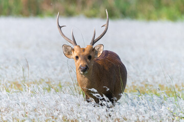 A hog deer gazing Kaziranga National Park amidst blooming flowers.