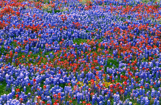 Texas bluebonnets Indian paintbrush Texas Hill Country spring blooms