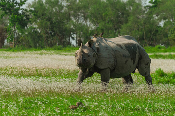 An One horned rhino gazing Kaziranga National Park amidst blooming flowers © Mahananda