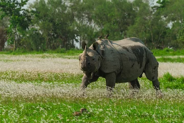 Gardinen Nashorn An One horned rhino gazing Kaziranga National Park amidst blooming flowers  © Mahananda