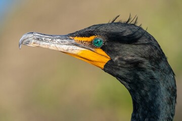 Close-up of a cormorant with striking green eye.