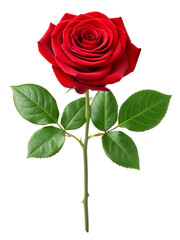 Naklejka premium Single, vibrant red rose with green leaves and stem on a black background.
